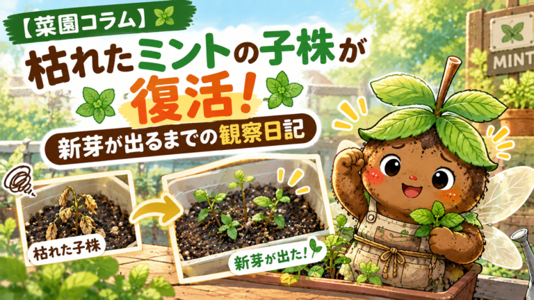 枯れたミントが復活！新芽観察日記