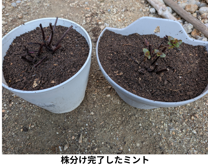 株分け完了したミント