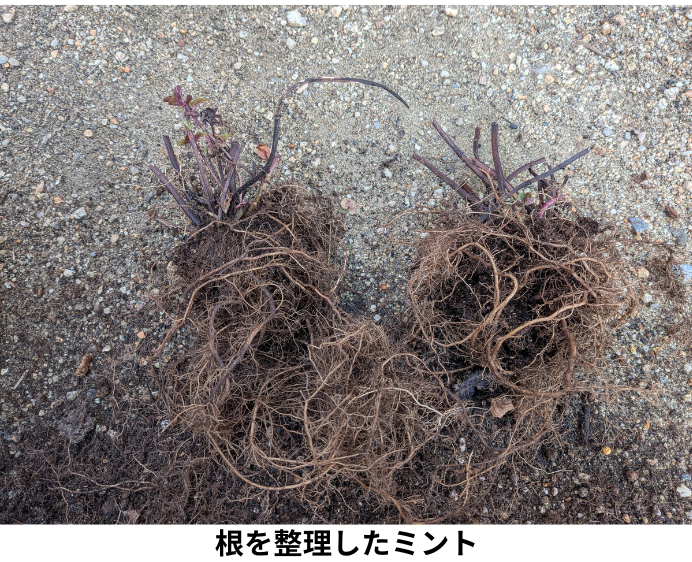 根を整理したミント