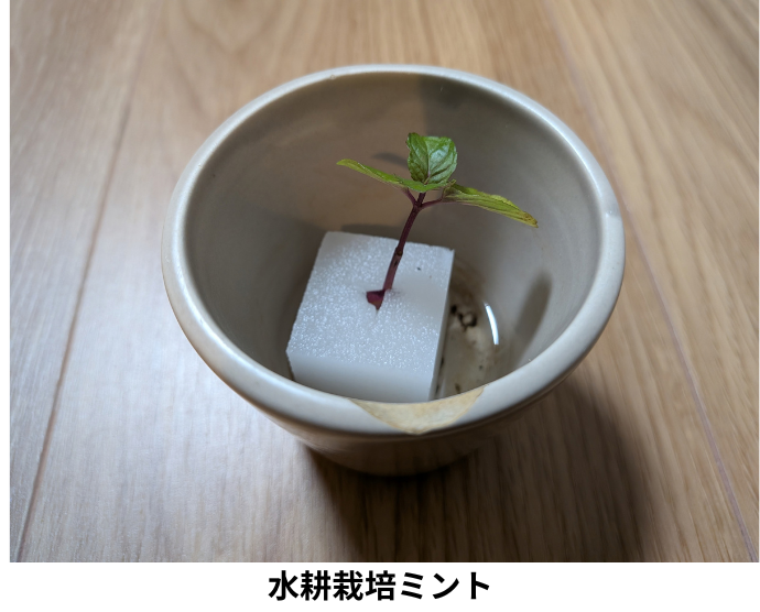 水耕栽培ミント