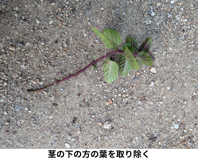 茎の下の方の葉を取り除く