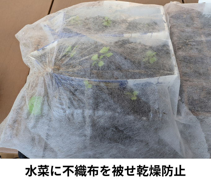水菜に不織布を被せ乾燥防止