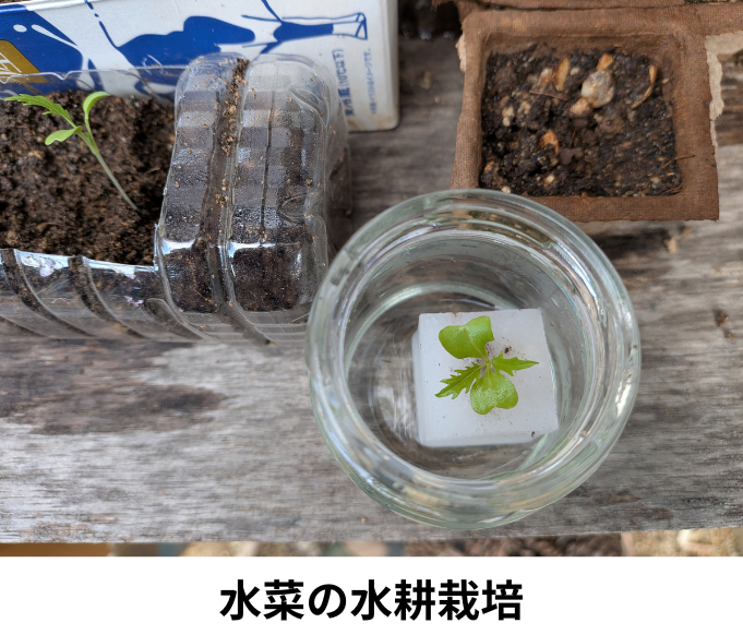 水菜の水耕栽培