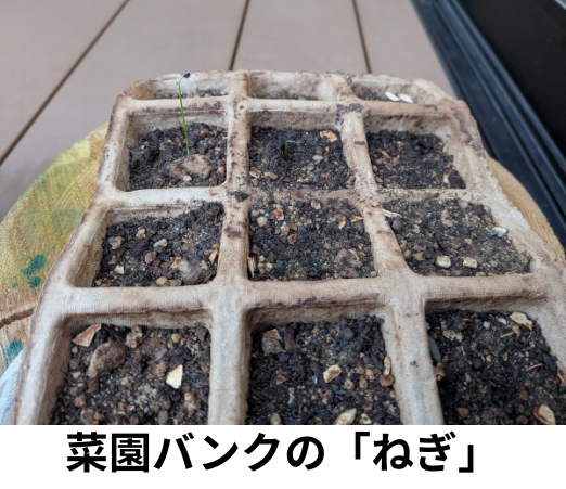 決算資料_ねぎ