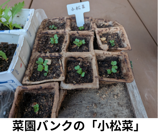 決算資料_小松菜