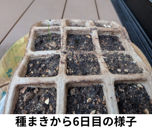 種まきから6日目のねぎの様子