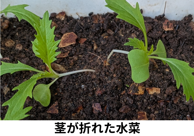 茎が折れた水菜