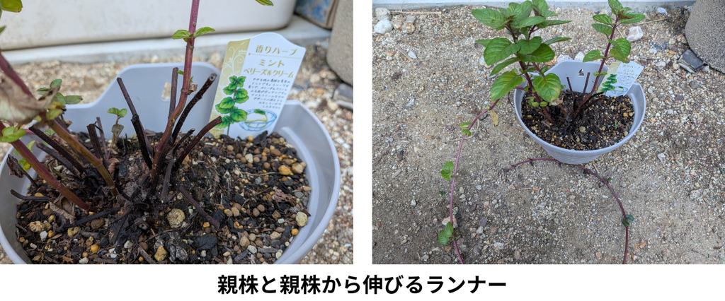 親株と親株から伸びるランナー