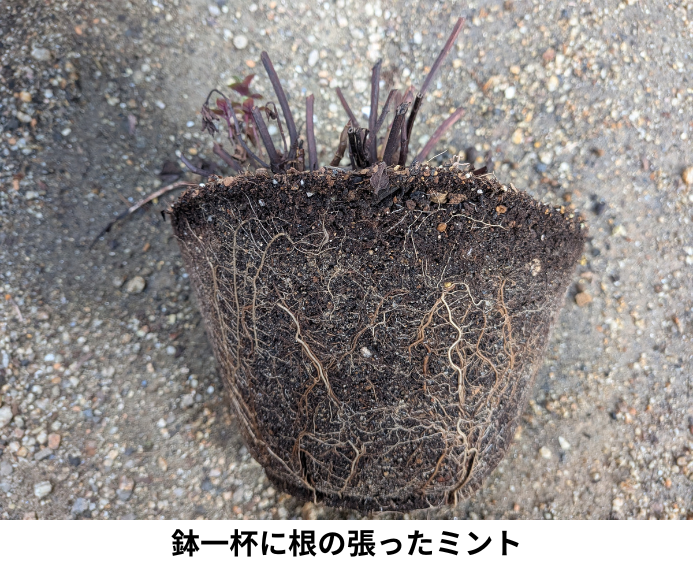 鉢一杯に根の張ったミント
